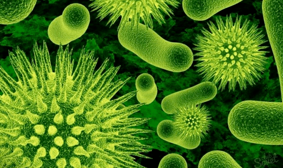 Virus causados ​​por parasitos