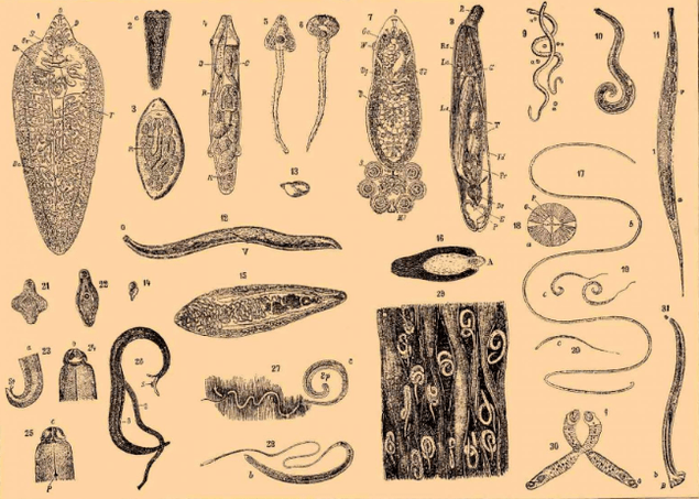 Tipos de parasitos no corpo humano e onde viven