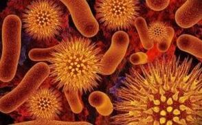 Tipos de parasitos no corpo humano