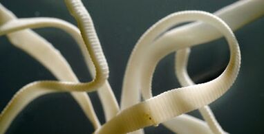 parásito plano do corpo humano